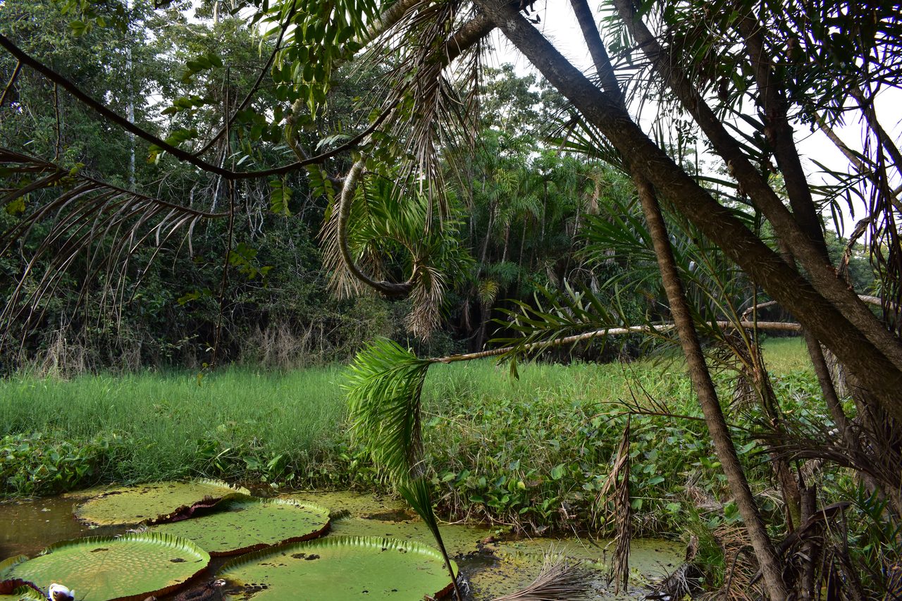 Chullachaqui Eco Lodge Amazon tour, Iquitos