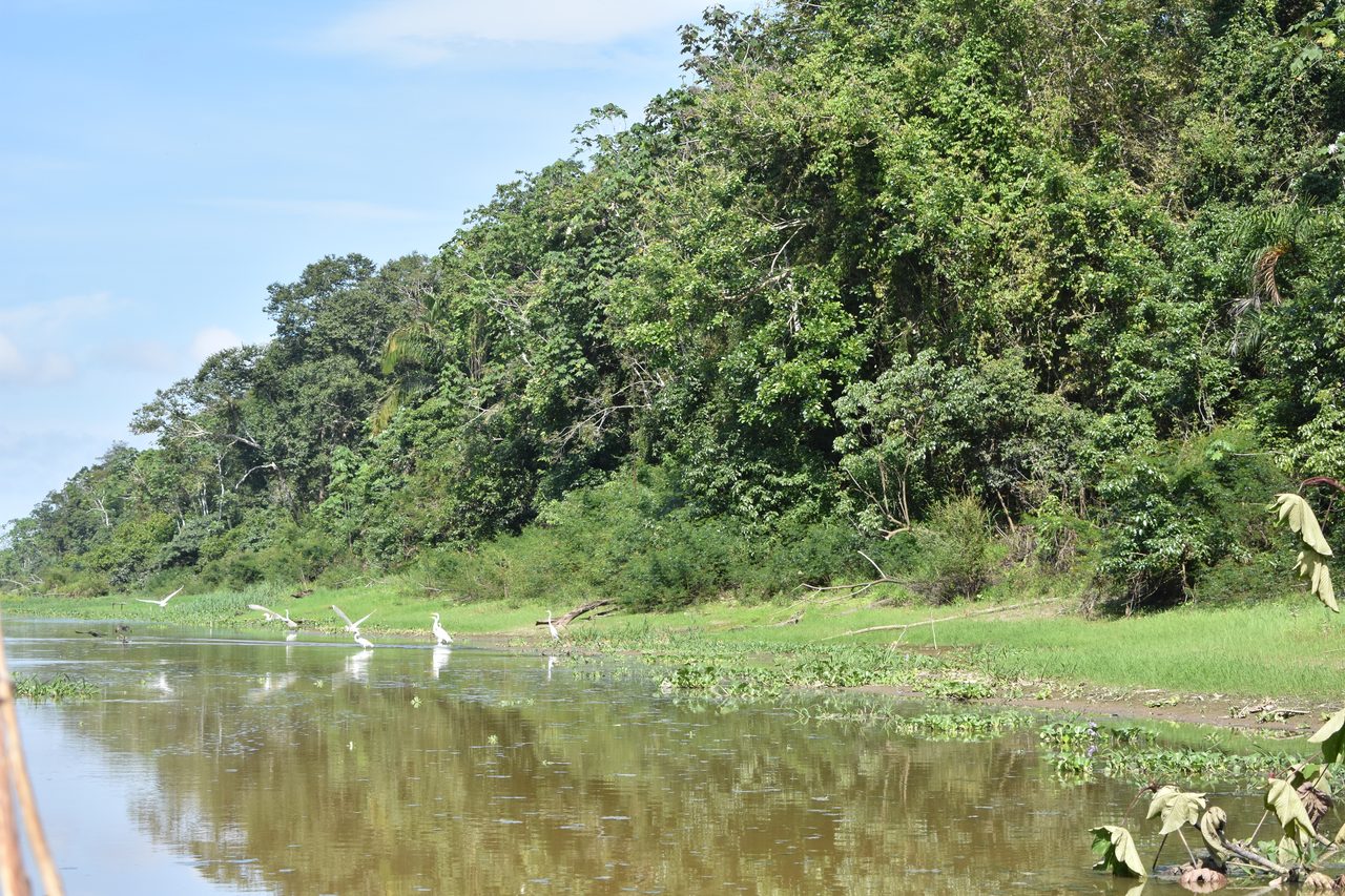 Chullachaqui Eco Lodge Amazon tour, Iquitos