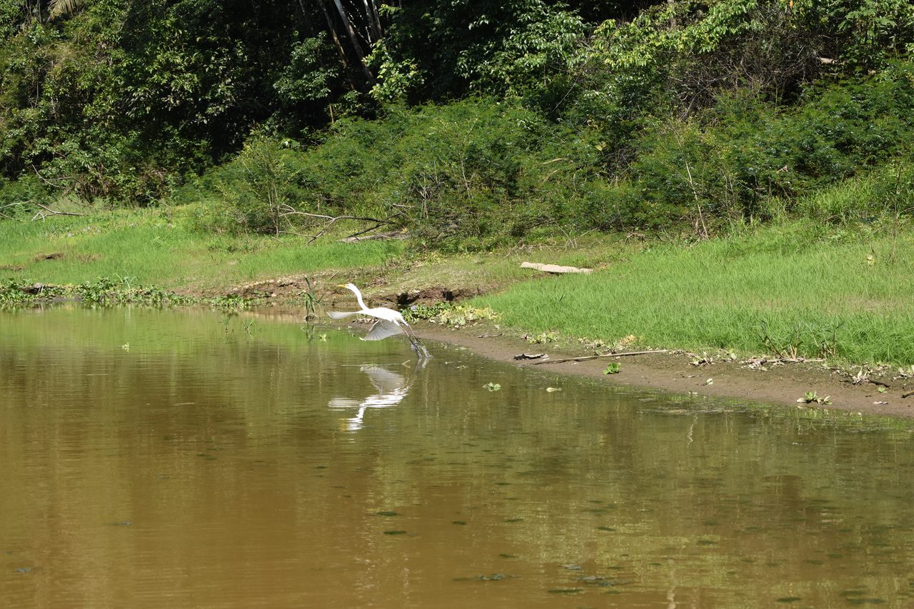 Chullachaqui Eco Lodge Amazon tour, Iquitos