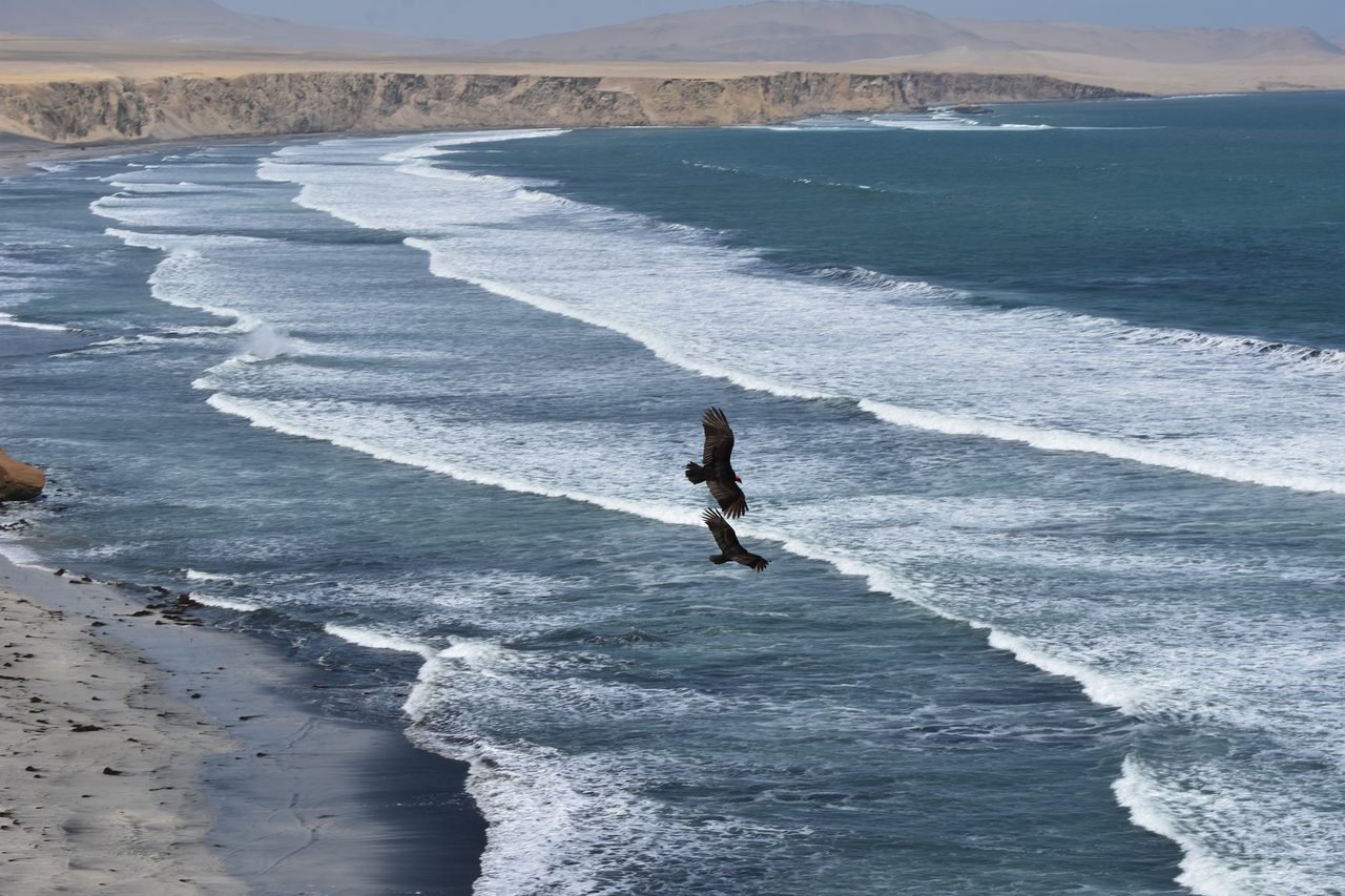 Paracas, Isla Ballesta and Parque National Paracas