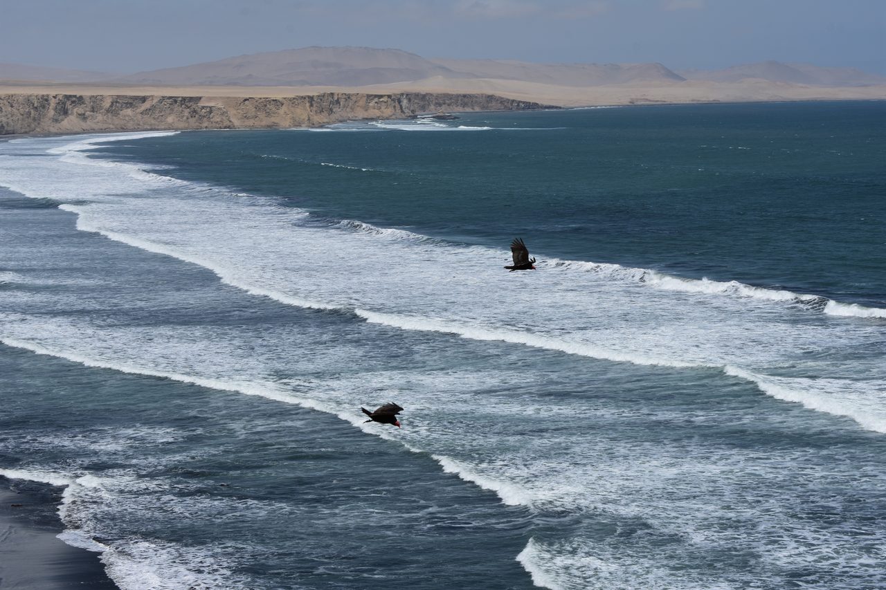Paracas, Isla Ballesta and Parque National Paracas