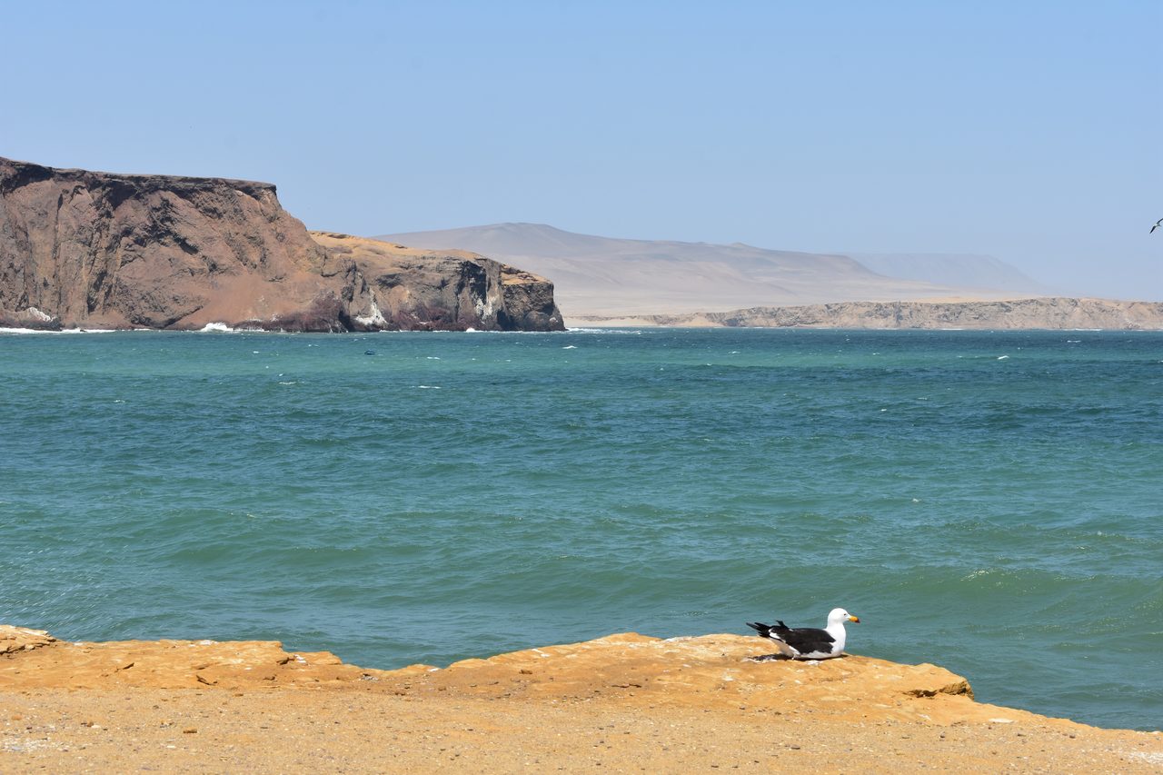 Paracas, Isla Ballesta and Parque National Paracas