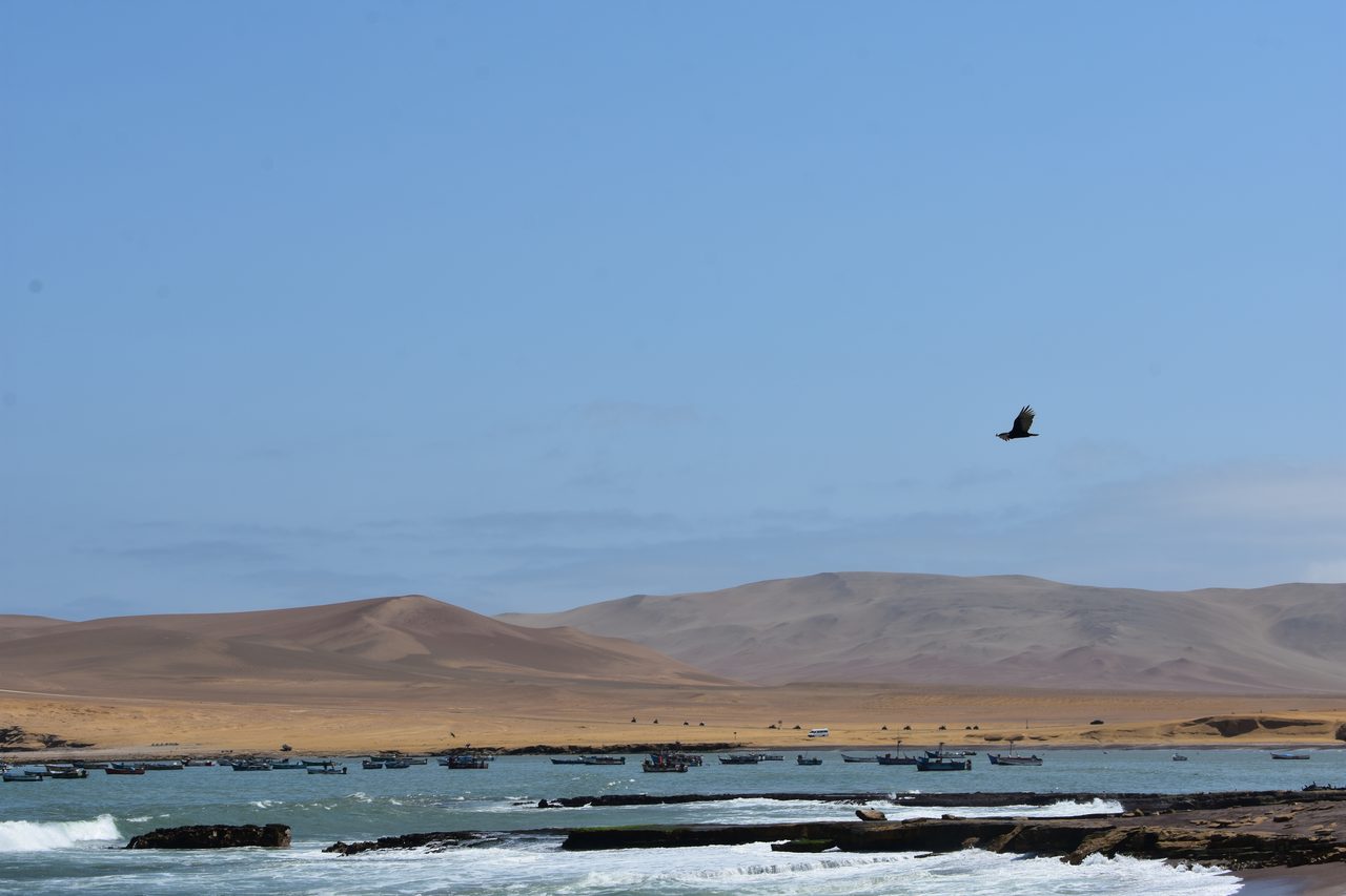 Paracas, Isla Ballesta and Parque National Paracas