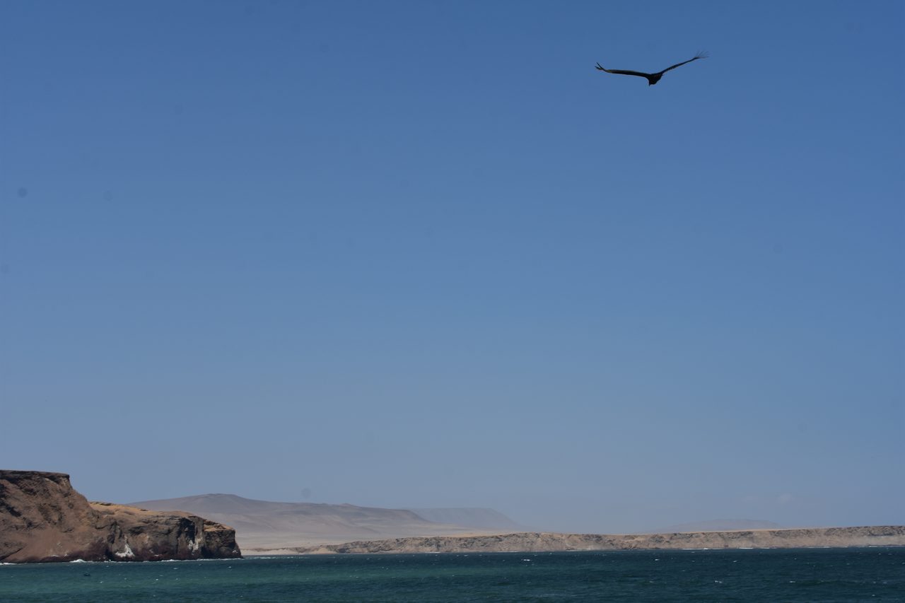 Paracas, Isla Ballesta and Parque National Paracas