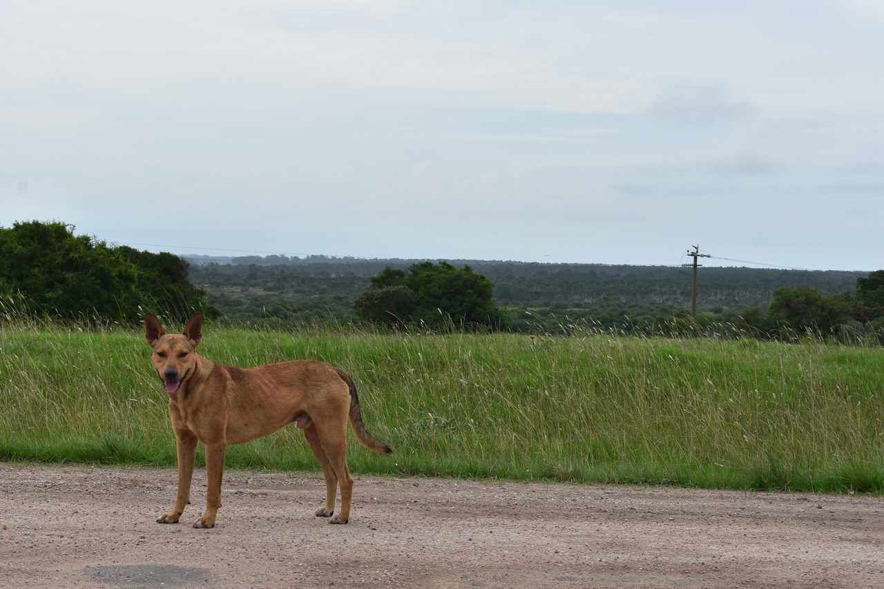 Uruguay – Punta del Diablo and Montivideo
