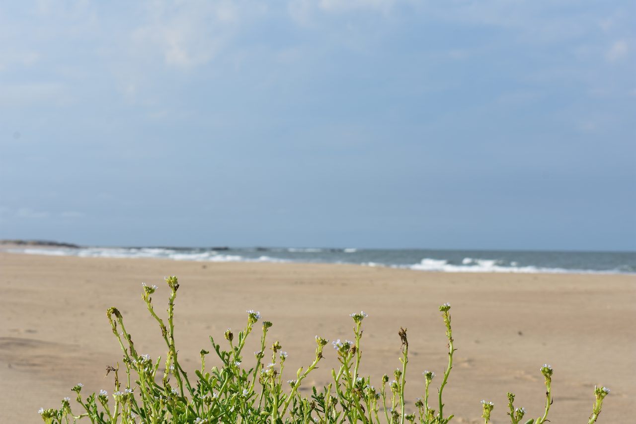 Uruguay – Punta del Diablo and Montivideo